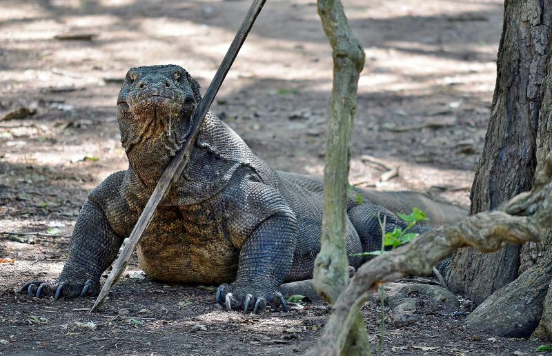 File:Komodo Dragon Varanus komodoensis (7880743020).jpg